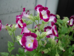 お花