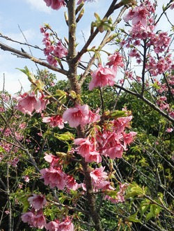 葉桜