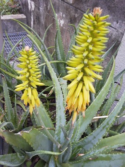 アロエの花