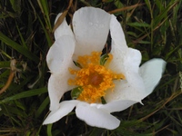 いばらの花　めっけ～