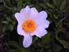 いばらの花　めっけ～