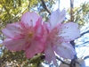 桜が咲いてました