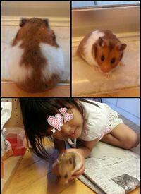 かわいいポッキーちゃん 2013/07/19 04:34:25