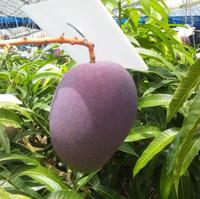 マンゴー出荷までラストスパートです☆ 2013/07/01 00:10:11