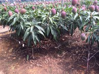 マンゴー水分補給(^_^) 2014/06/17 10:03:25
