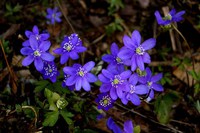 1月26日生まれ　おすすめワイン