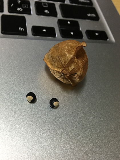 フウセンカズラ