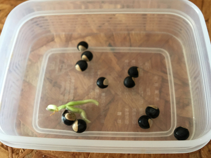 とりあえず植えた