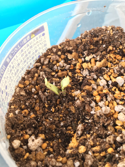 とりあえず植えた