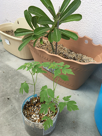 植え替え 2017/11/19 20:57:05