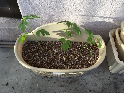 植え替え