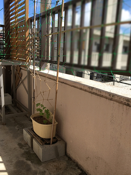 植え替え
