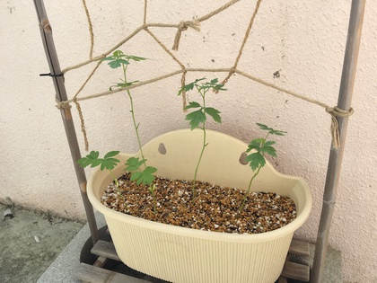 雨ばかり