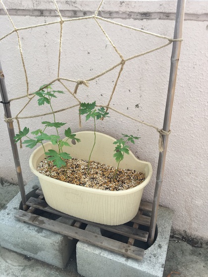 雨ばかり