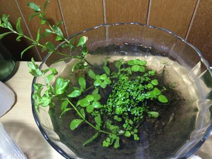 侘び草 すくすく