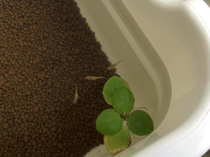 子メダカ外へ引越し２