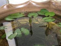 睡蓮の開花 2013/11/13 23:16:05