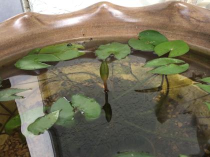 睡蓮の開花