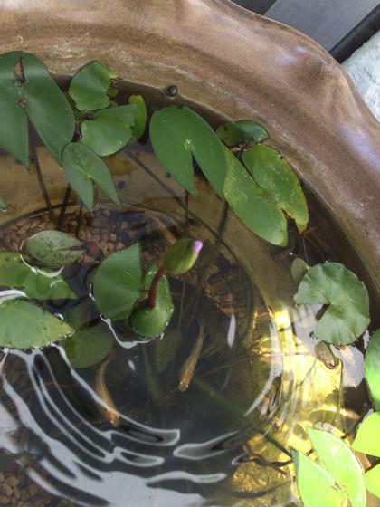 睡蓮の開花