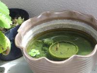 メダカ元気です。 2015/06/06 22:13:43