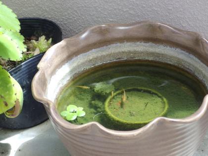 メダカ元気です。
