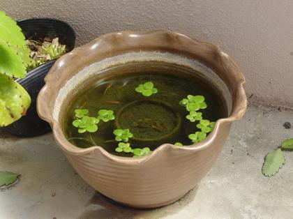 メダカ元気です。