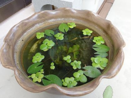 メダカ元気です。