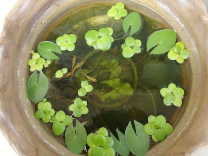メダカ元気です。