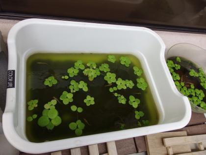 メダカ元気です。