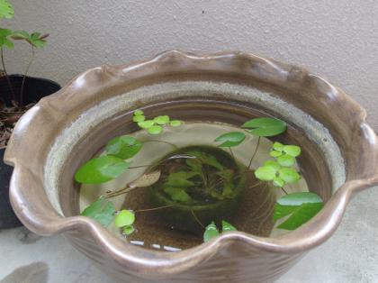 睡蓮鉢の掃除