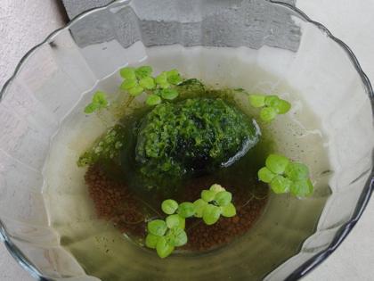 睡蓮鉢の掃除