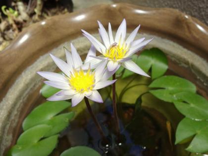 ダブル睡蓮♪