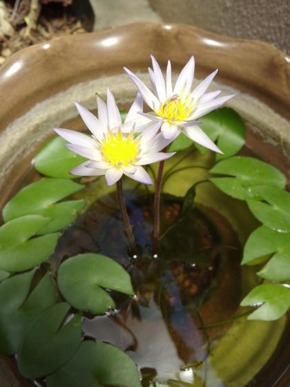 ダブル睡蓮♪