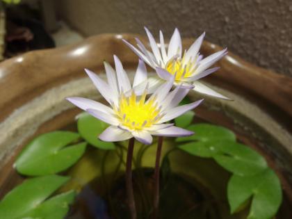 ダブル睡蓮♪
