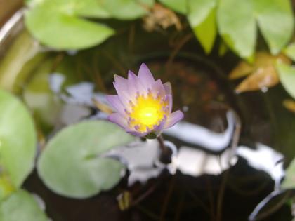 今年は沢山咲いた♪