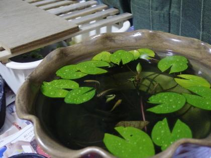 何だ? この台風は