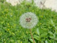 旅立ちの季節 2017/03/05 00:35:31