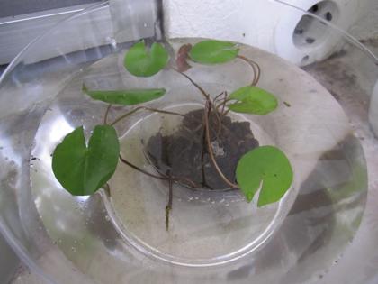 メダカの学校