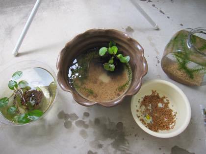 親メダカ逝く