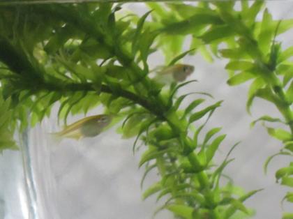 タニシどうする?