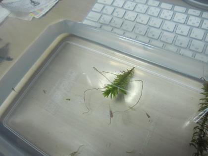 赤ちゃんメダカ