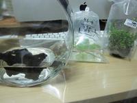 水草追加 ♪ 2013/10/19 23:56:29