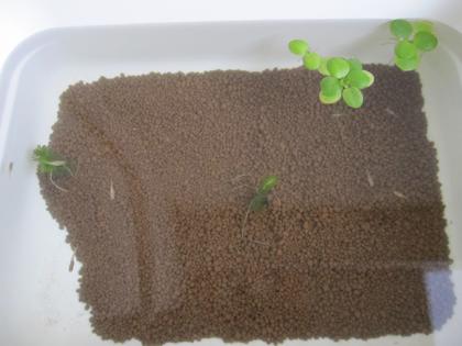 子メダカ外へ引越し２