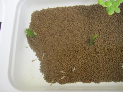子メダカ外へ引越し２