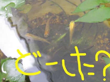 睡蓮鉢に異変が