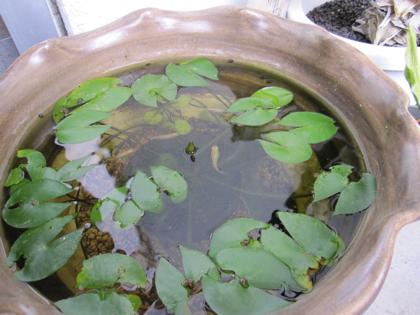 睡蓮鉢に異変が