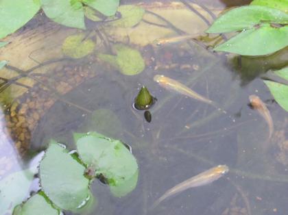 睡蓮鉢に異変が