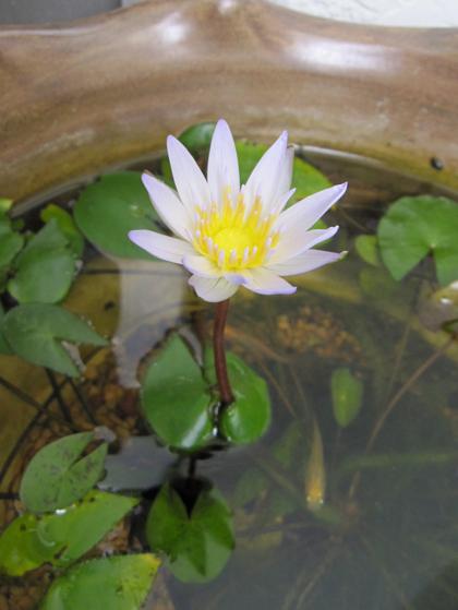 睡蓮の開花