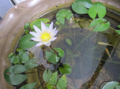 睡蓮の開花
