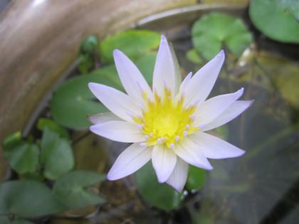睡蓮の開花